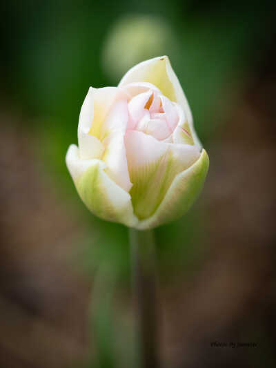 Tulipan. 