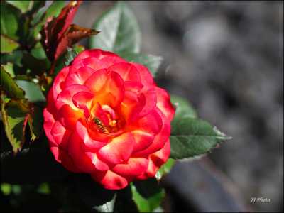 "Sommer Rose"